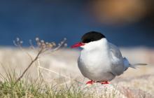 Olokkari-tilaisuusillat