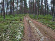 Metsätie