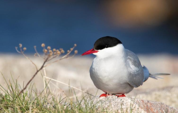 Olokkari-tilaisuusillat