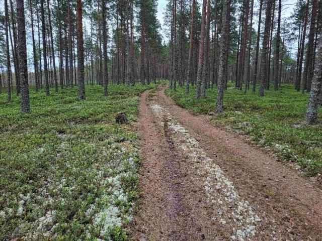 Metsätie