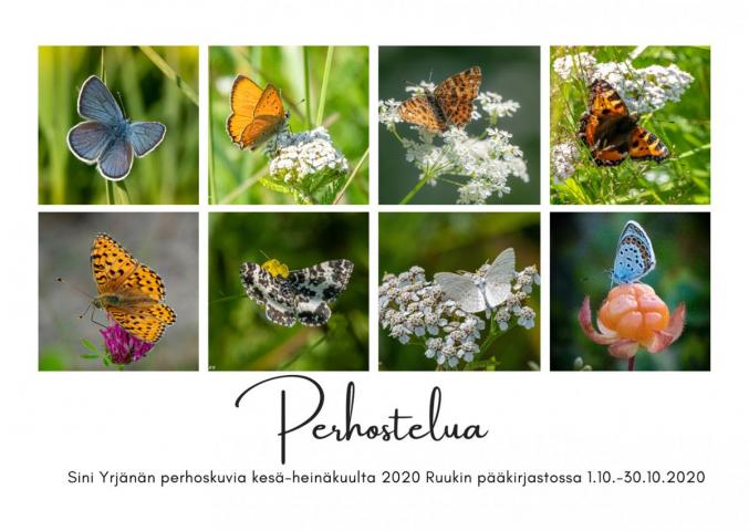 Sini Yrjänän perhoskuvia kesä-heinäkuulta 2020 Ruukin pääkirjastossa