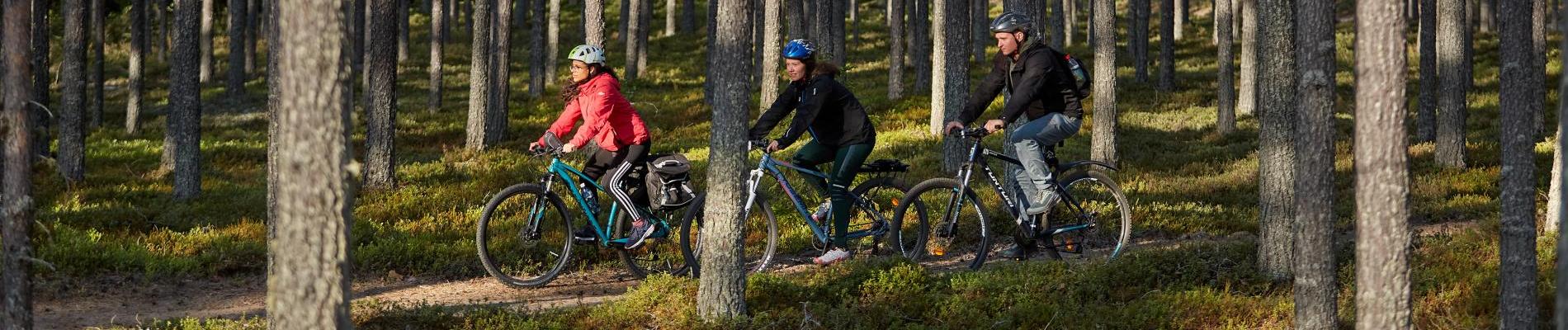 Pyöräilijöitä kangasmetsässä